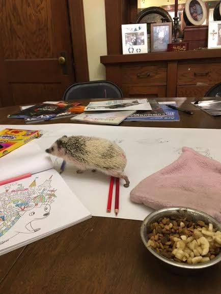 Harriet’s Hedgehogs and Autism&nbsp;Advocacy